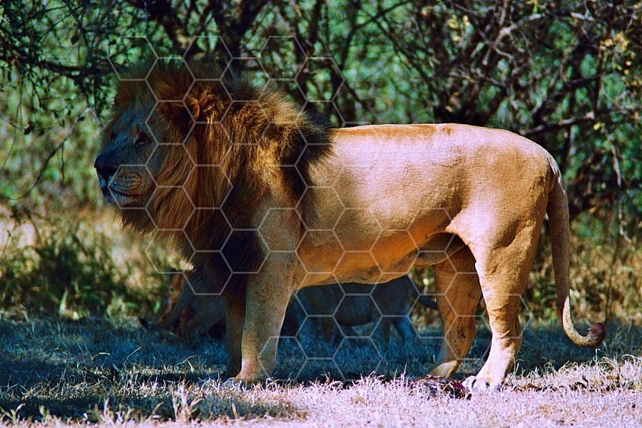 Lion 0011