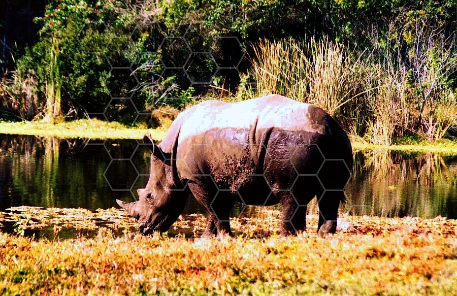 Rhinoceros 0009