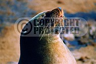Seal Fish 0014