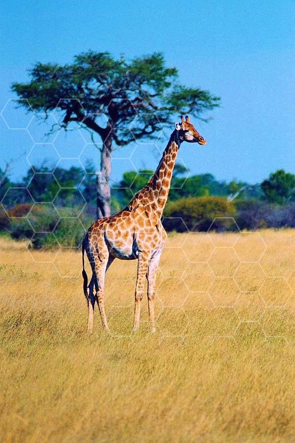 Giraffe 0021