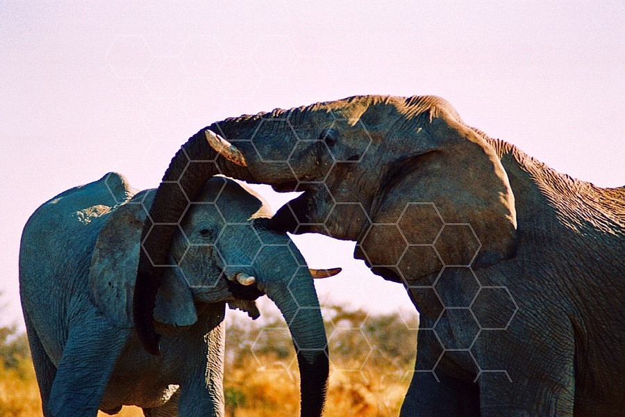 Elephant 0062