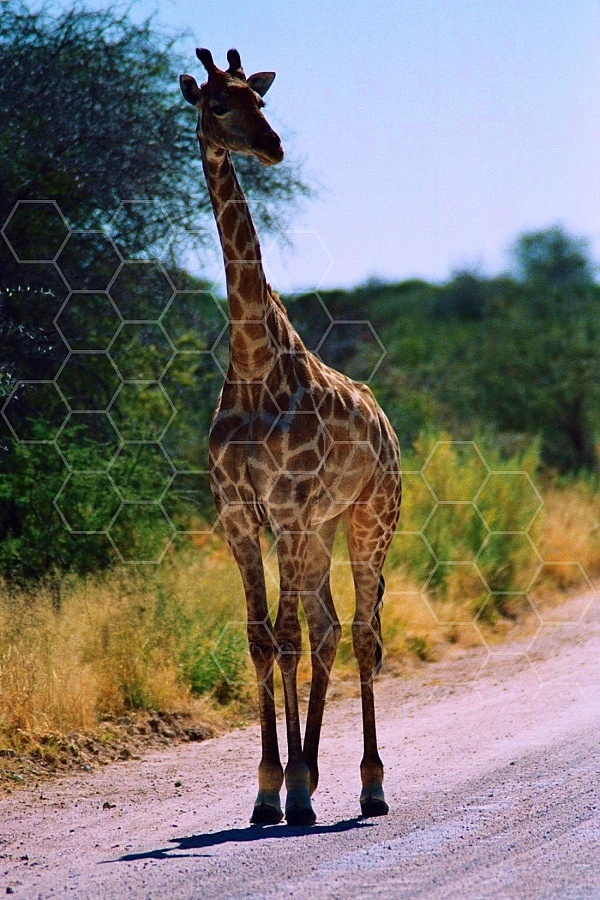 Giraffe 0032