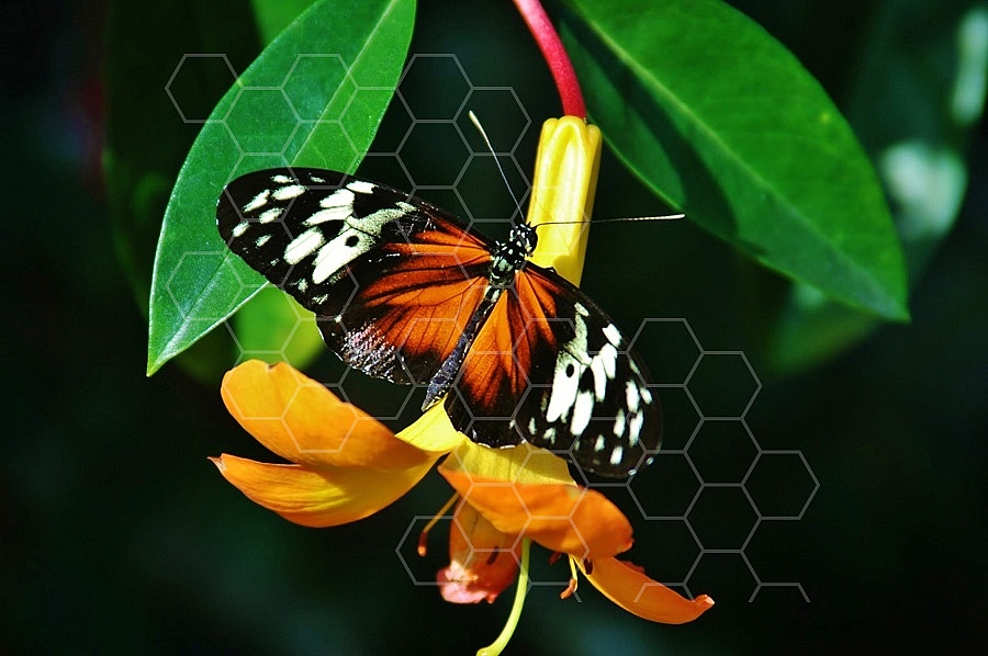 Butterfly 0024