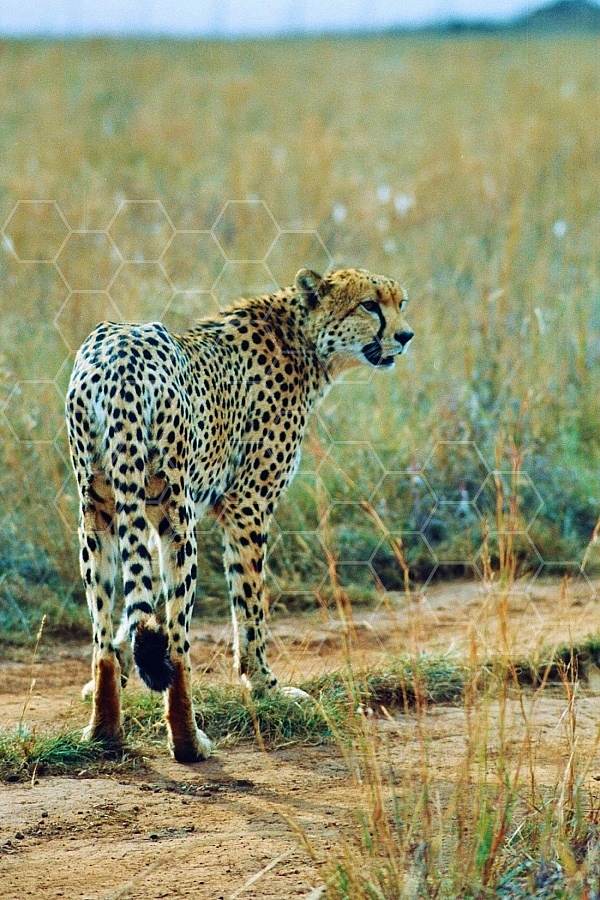 Cheetah 0026