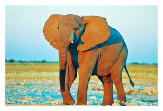 elephant 0002