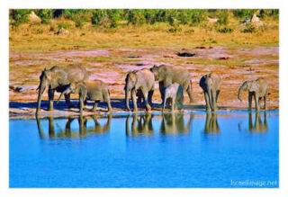 elephant 0003