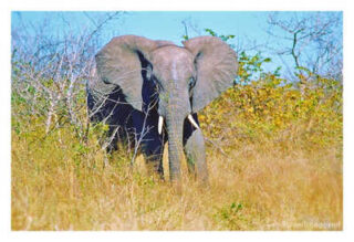 elephant 0004