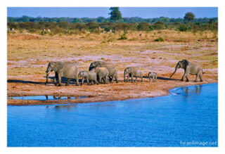 elephant 0007