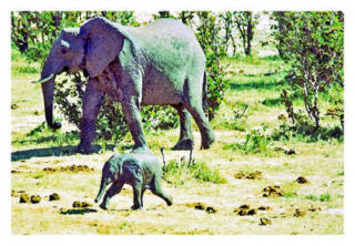 elephant 0010