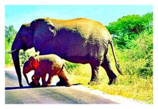 elephant 0011