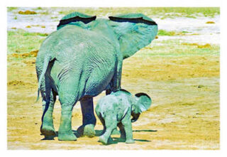 elephant 0012