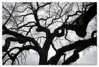 usa new york city central park foliage print USA New York City Central Park Foliage 0002