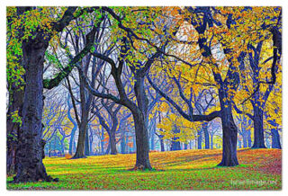 usa new york city central park foliage print USA New York City Central Park Foliage 0003