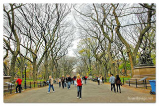 usa new york city central park foliage print USA New York City Central Park Foliage 0004