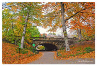 usa new york city central park foliage print USA New York City Central Park Foliage 0005