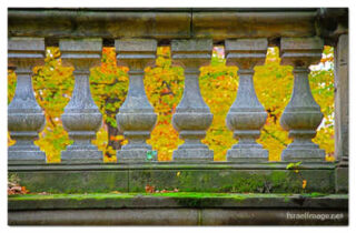 usa new york city central park foliage print USA New York City Central Park Foliage 0006