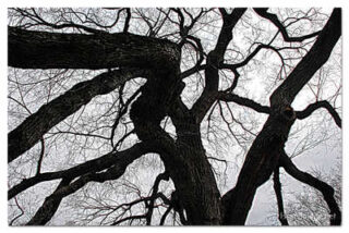 usa new york city central park foliage print USA New York City Central Park Foliage 0007