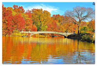 USA New York City Central Park Foliage Reflections 0013