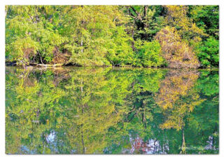usa new york city central park foliage print USA New York City Central Park Reflections 0003