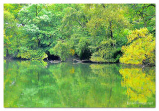 usa new york city central park foliage print USA New York City Central Park Reflections 0004