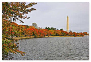 USA Washington DC Foliage 0001