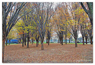 USA Washington DC Foliage 0003