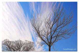 USA Washington DC Foliage 0006