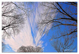 USA Washington DC Foliage 0007