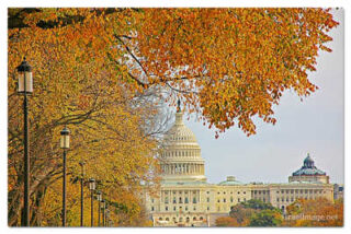 poster-usa washington dc foliage 0009th USA Washington DC Foliage 0009