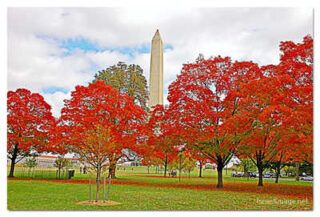 poster-usa washington dc foliage 0010th USA Washington DC Foliage 0010
