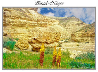 israel negev posters Israel Negev 005