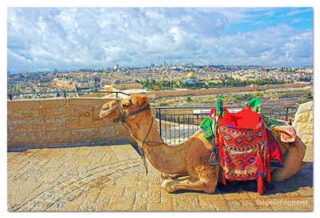 jerusalem old city view from mt of olives  print Jerusalem Old City View From Mt Of Olives 0002