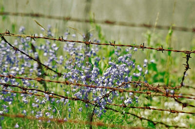 Dachau Barbed Wire Fence 0015