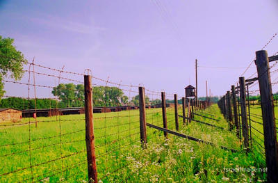 Majdanek Barbed Wire Fence 0008