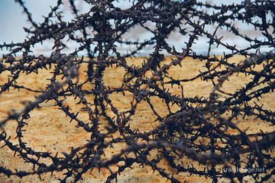 Sobibor Barbed Wire Fence 0001