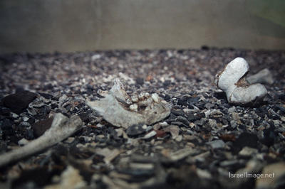 Stutthof Crematorium 0005