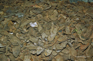 stutthof  concentration camp Stutthof Prisoners' Shoes 0001