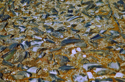 Treblinka Ashes Memorial 0002
