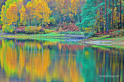 France Provence Foliage 0015