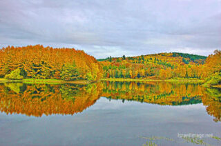 france provence foliage France Provence Foliage 0016