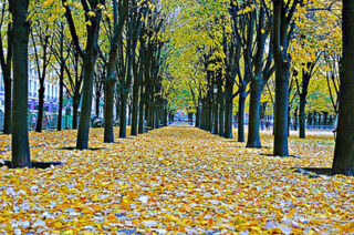 Paris French Foliage 0001