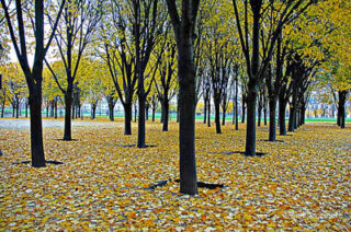 Paris French Foliage 0002