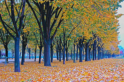 Paris French Foliage 0003