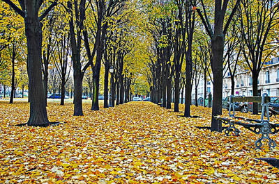 Paris French Foliage 0005