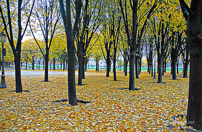 Paris French Foliage 0006