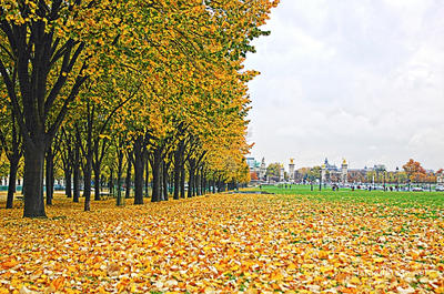Paris French Foliage 0007