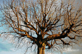 Paris French Foliage 0010