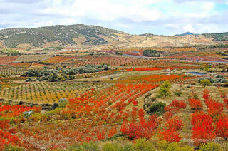 spain foliage Spain Foliage 0005