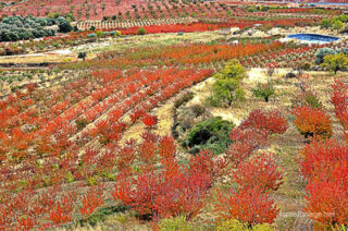 spain foliage Spain Foliage 0006