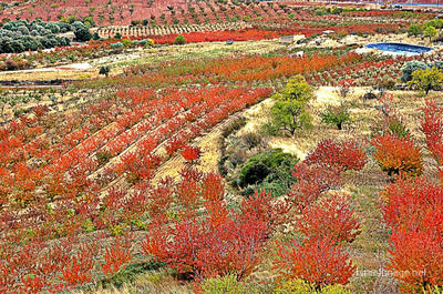 Spain Foliage 0006